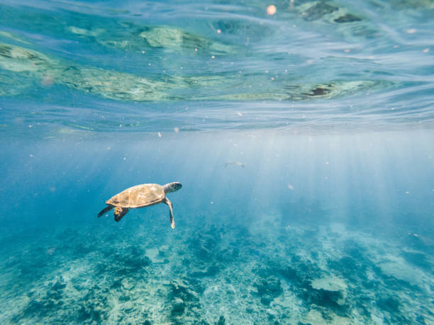 Underwater shot of green turtle swimming Underwater shot of green turtle swimming on corals in tropical clear water in the Maldives Islands. Environment animal protection and conservation concept atoll photos stock pictures, royalty-free photos & images