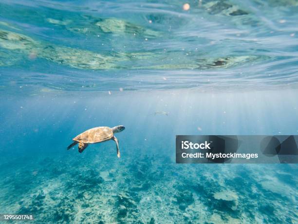 Underwater Shot Of Green Turtle Swimming Stock Photo - Download Image Now - Sea, Maldives, Biodiversity