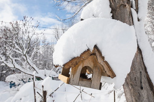Birdhouse Covered With Snow.