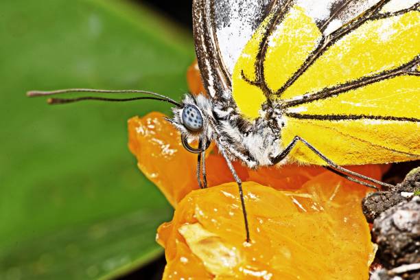 Butterfly and orange fruit.