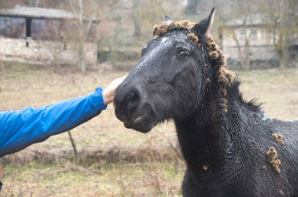 istock Black wet mule with burdocks on the mane and human hand in rain 1295502332