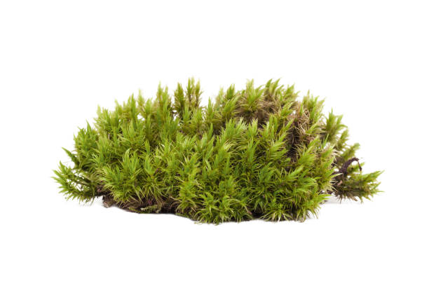 istock Natural green sphagnum moss. Isolated on white 1295502348