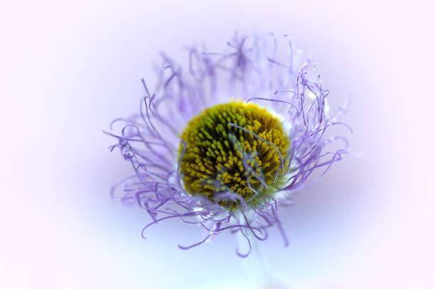 istock dry flower blue daisy macro shooting 1295502395