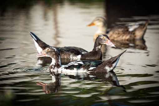 Musk ducks swim in the pond. High quality photo