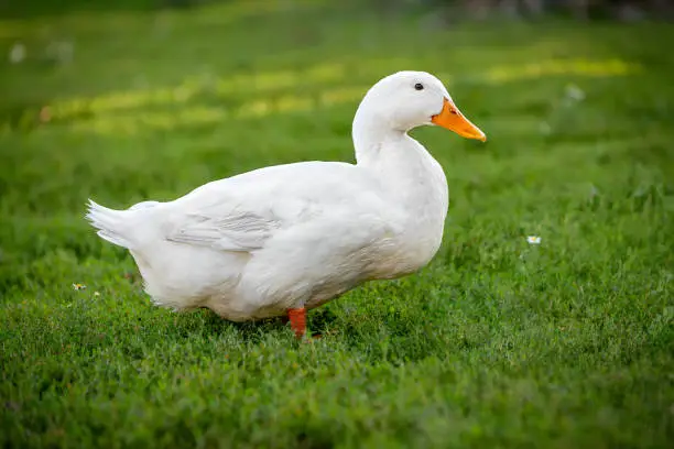 White male duck inhabited by grass. High quality photo