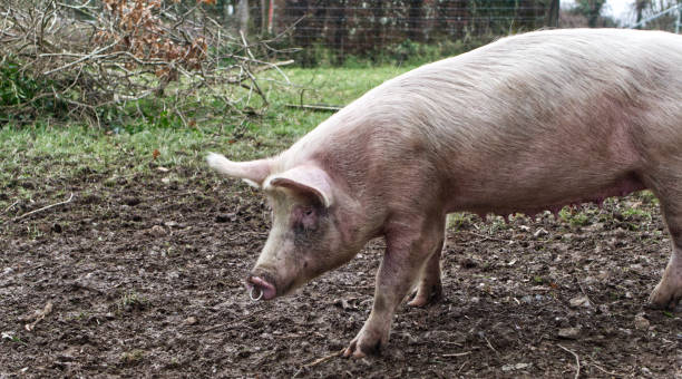 istock Rural pig in a muddy field 1295504306