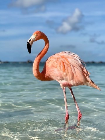 pink flamingo and little flamingo isolated against white background