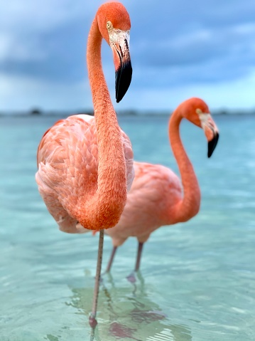 One pink flamingos standing in the water with reflections.