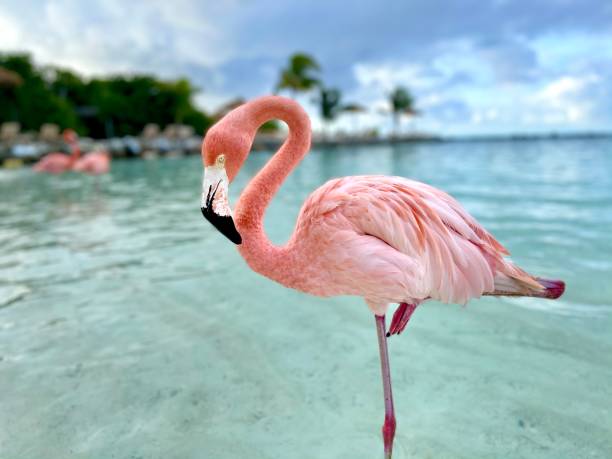 Flamingos stock photo