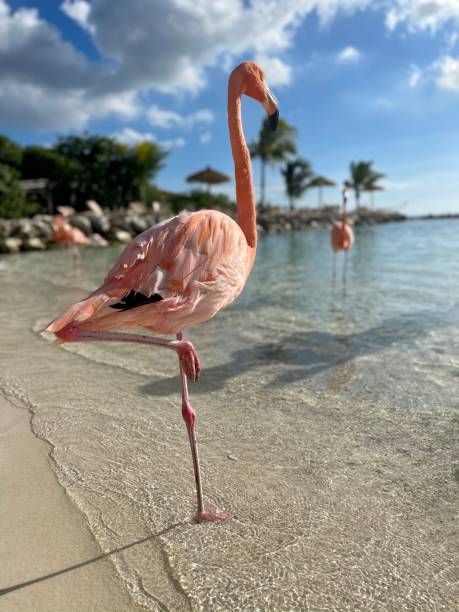 fenicotteri - freshwater bird animals in the wild feather animal leg foto e immagini stock