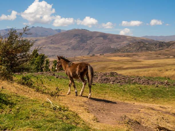 istock Horse on the field 1295508563