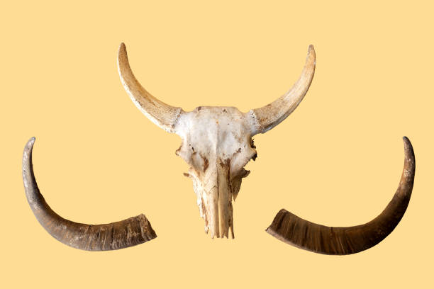 ossa della testa di bufalo e corna di bufalo isolate dallo sfondo giallo. - animal skull cow bull old foto e immagini stock