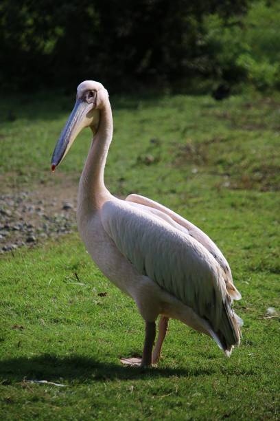 istock a beautiful pelican is standing in the park 1295512127