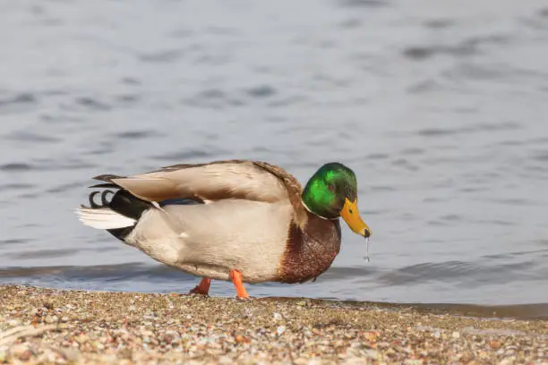 Photo of Mallard duck at the beach.