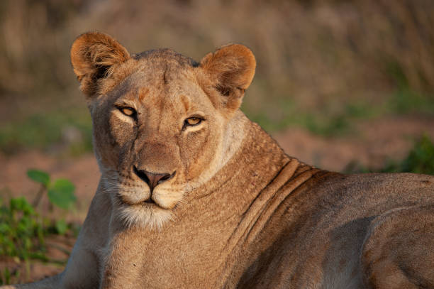 istock Female Lion in the Wild 1295513091