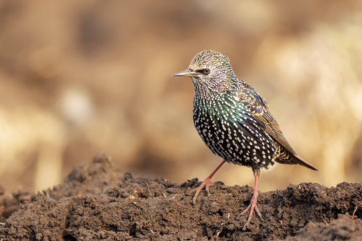 Common starling staying on the ground.