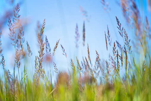 Tall grass in the field. Background from tall field grass.