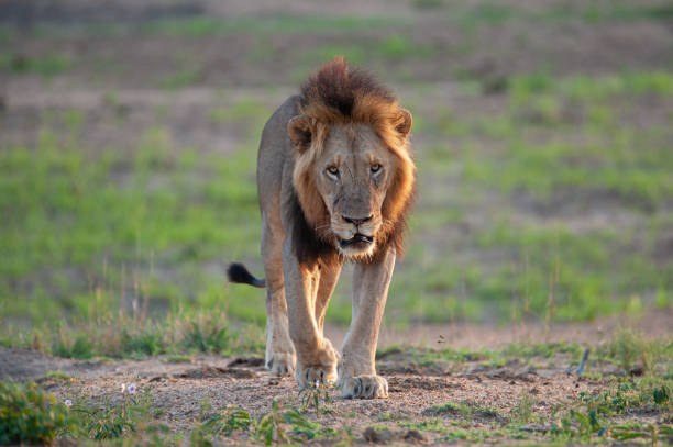 istock Male Lion in Africa 1295513337