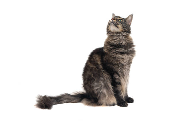 istock Maine coon cat, sitting and looking up 1295513882