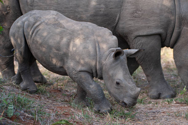 istock White Rhino in the Wild 1295514046