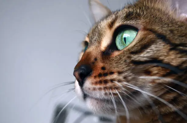 Close up Photography of a Bengal Cat with Green eyes and tabby brown coat