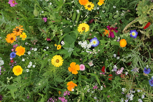 Colourful meadow of scattered flowers