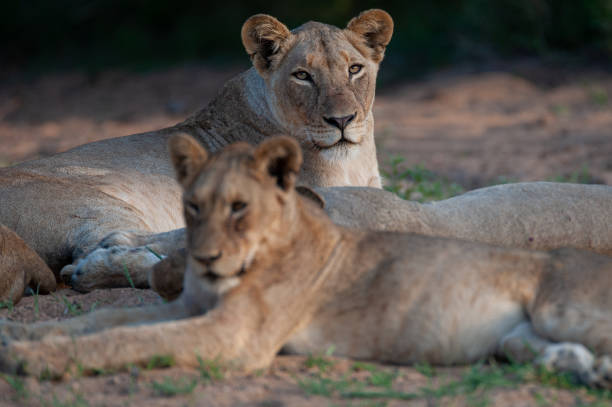 istock Lion Pride in Africa 1295515422