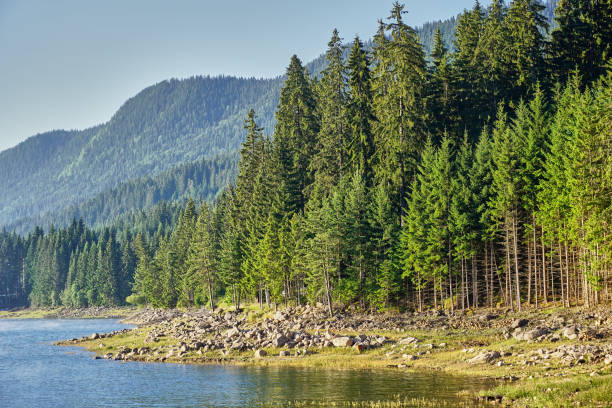istock Beautiful water's edge next to the green forest 1295515442