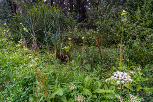 istock Nature reserve Wilhelmsdorf Pfrunger Ried in Upper Swabia 1295515535