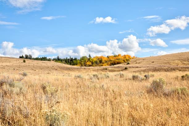istock Upland grassland in autumn. 1295515582