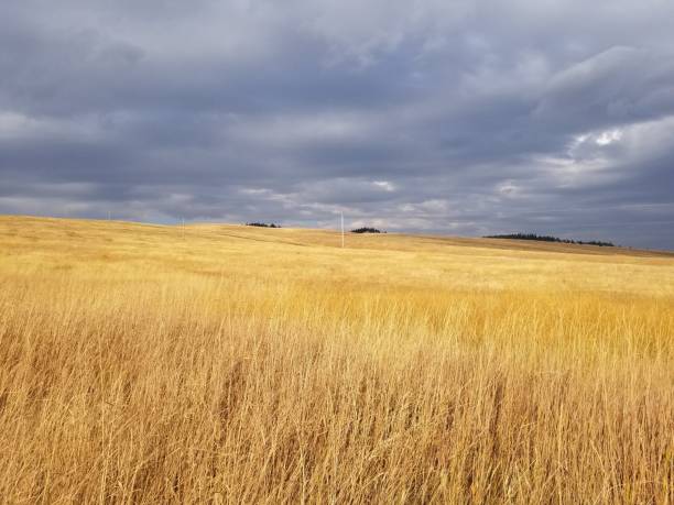 istock Upland grassland in autumn. 1295515584