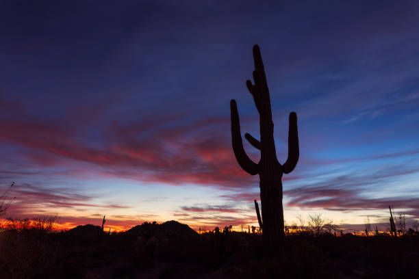 istock Arizona desert landscape with Saguaro Cactus silhouette 1295516220