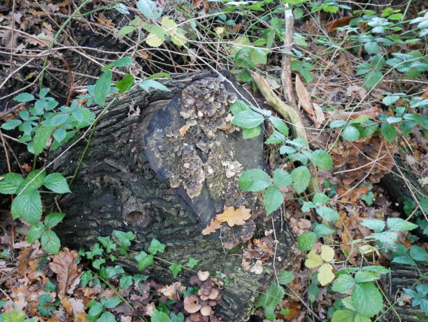 istock Lichen and moss growing on the tree trunk 1295516324