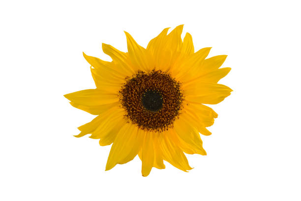 istock Yellow sunflower over white background 1295517778