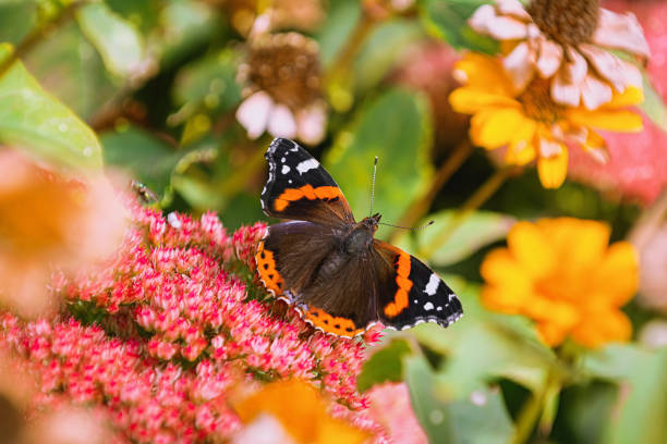 istock Butterfly Red admiral on the flowers 1295517782