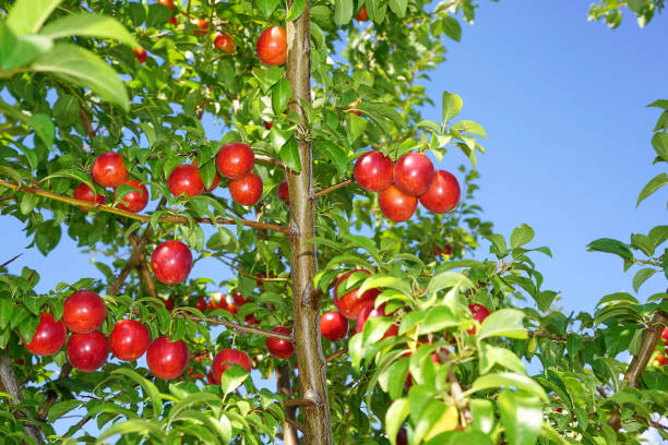 istock Fresh and organic plum fruits 1295518356