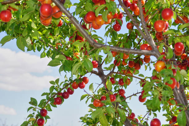 istock Fresh and organic plum fruits 1295518419