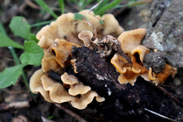 istock Stereum hirsutum, also called false turkey tail and hairy curtain crust 1295520469