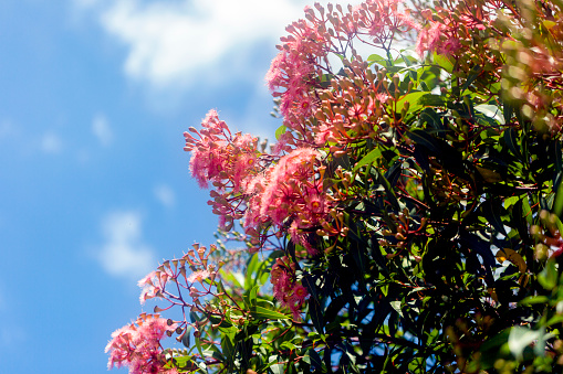 Pink flowers of Gum tree, beautiful nature background with copy space, full frame horizontal composition