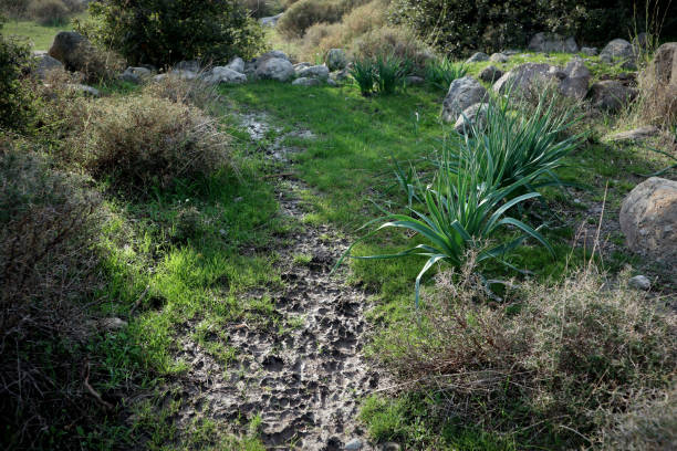 animal tracks in a glade - tree stream forest woods imagens e fotografias de stock