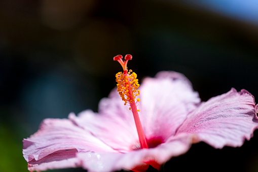 Beautiful Hibiscus flower, macro photography, dark background with copy space, full frame horizontal composition