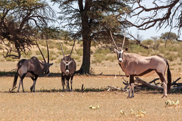 istock Kalahari Gemsbok 1295523284