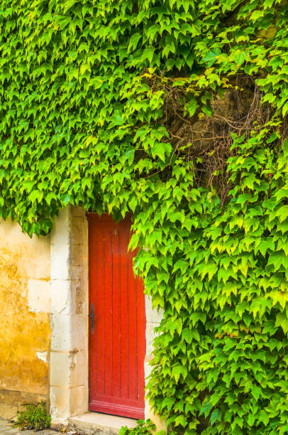 istock Ivy Covered Doorway 1295524325