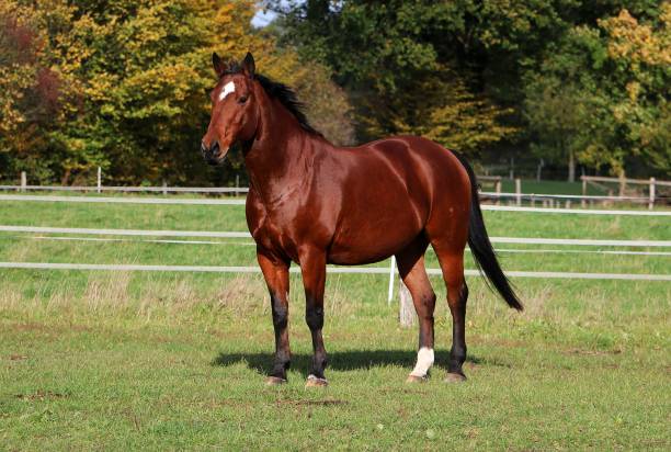 istock a beautiful brown quarter horse is standing on the paddock 1295526125