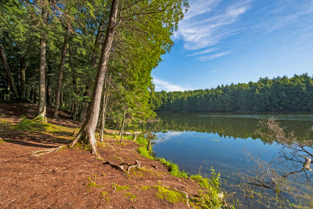 istock Morning Light on a Wilderness Lake 1295526179