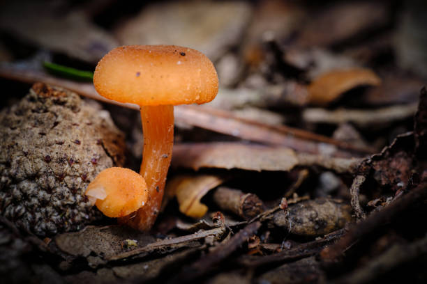 macro photography of a mushroom (Laccaria laccata) macro photography of a mushroom (Laccaria laccata) laccata stock pictures, royalty-free photos & images