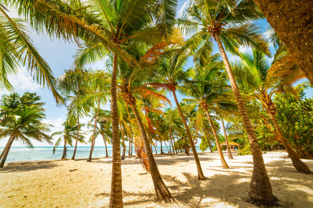 istock Palm trees in beautiful Bois Jolan beach in Guadeloupe 1295528365