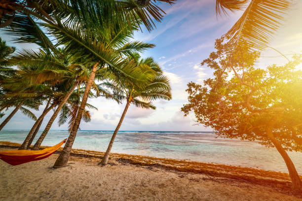 istock Hammock tied to palm trees in Bois Jolan beach at sunset 1295528516