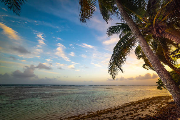 istock Palm trees by the sea in Bois Jolan beach at sunset 1295528685