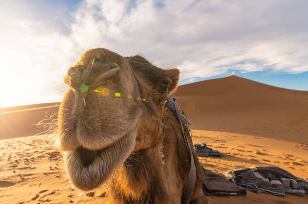 (selective focus) stunning view of a camel posing for a picture on the sand dunes of the merzouga desert at sunset. merzouga, morocco. - cor camel imagens e fotografias de stock